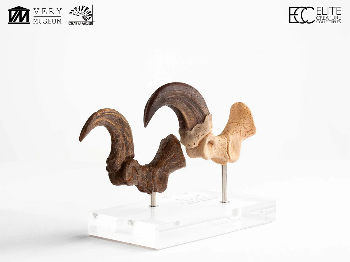JURASSIC PARK VELOCIRAPTOR FOOT CLAW AND FOSSIL CLAW SET