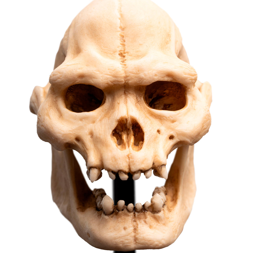 Weta Workshop Lord of the Rings - Skull of Lurtz Minuature