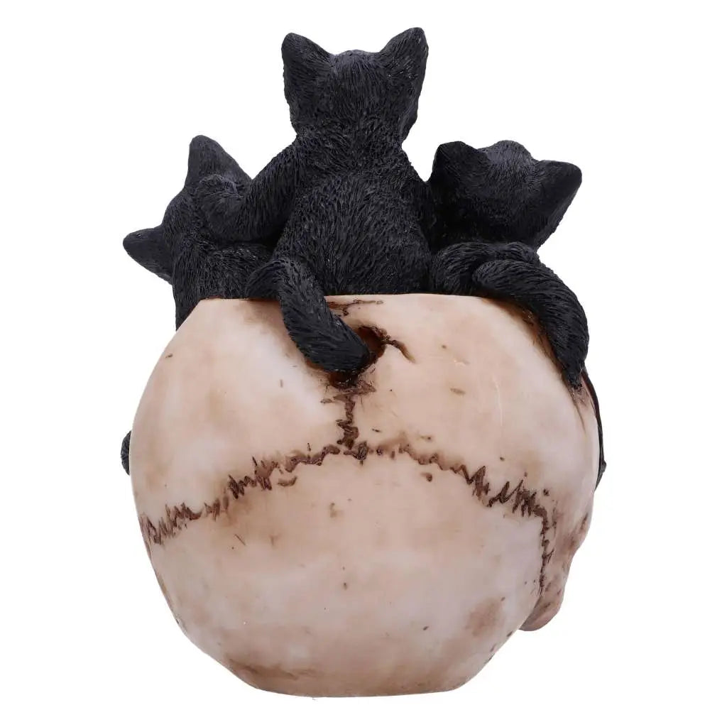 SKULL CRANIAL LITTER