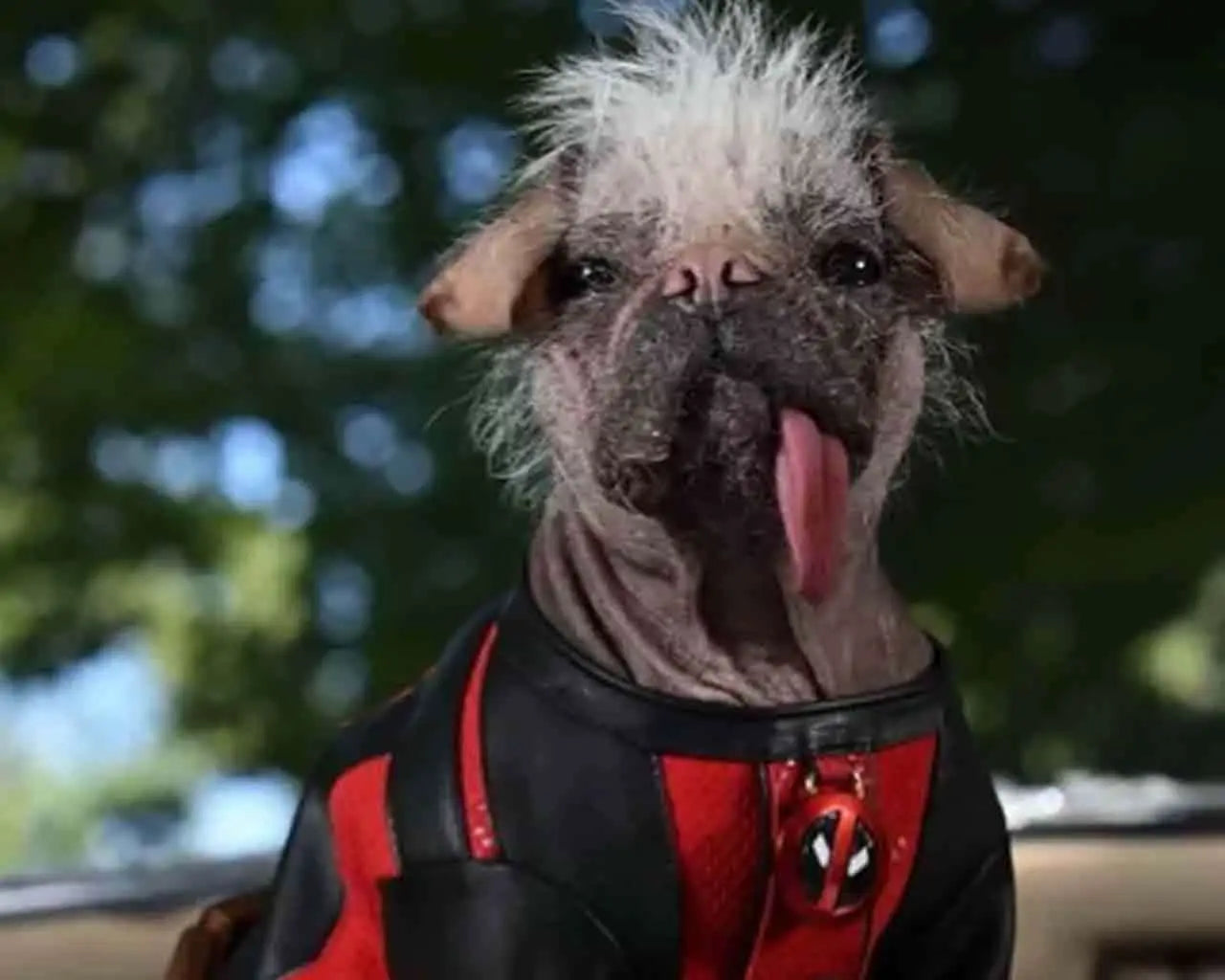 Deadpool & Wolverine: Dogpool Plush 25 cm