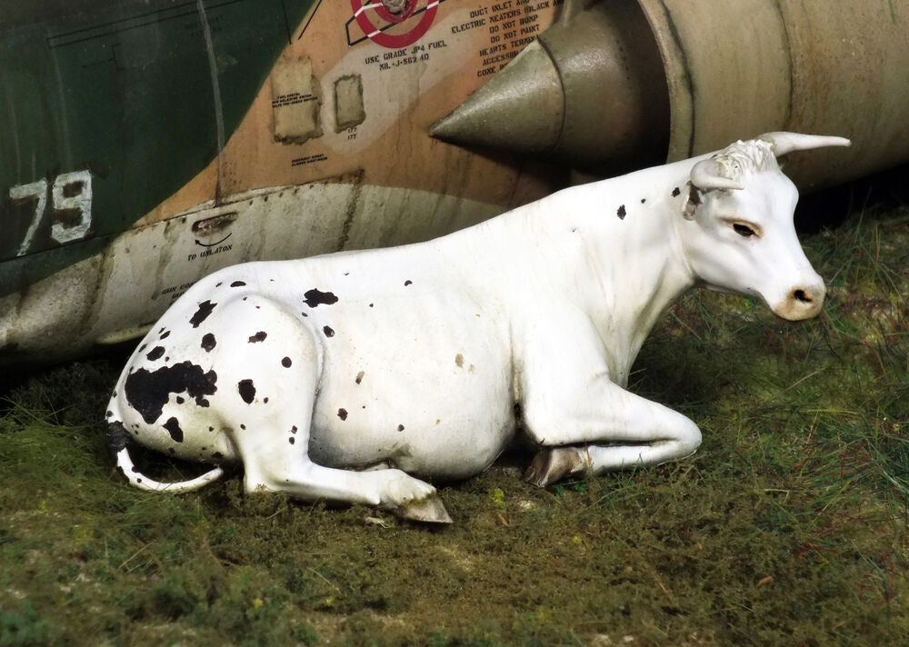 Cow lying down