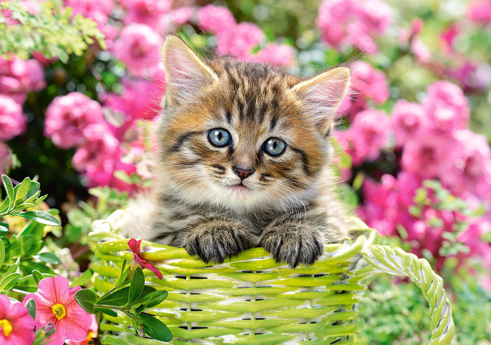 Kitten in Flower Garden,Puzzle 500 Teile