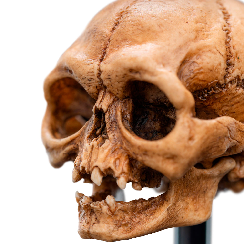 Weta Workshop LORD OF THE RINGS - Skull of Gollum Minuature Statue