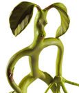 Fantastic Beasts Bendable Figure Bowtruckle 18 cm