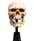 Lord of the Rings Mini Statue Skull of a Mordor Orc 14 cm