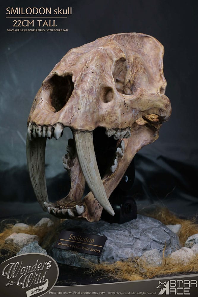 Wonders of the Wild Series Statue Smilodon Skull Fossil 22 cm